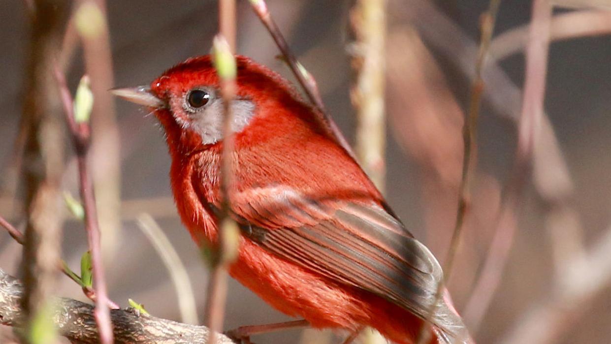 Gorgeous Mexican warbler makes U.S. debut on Mount Lemmon